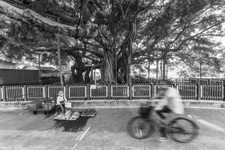 Hawker selling vegetable in natural landmark Kam Tin Tree House in Hong Kongの写真素材