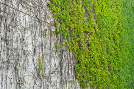 Green ivy on wall. Natural background