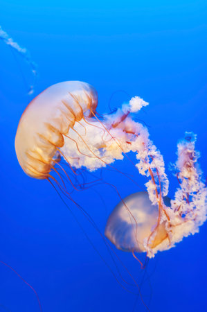 Orange jellyfish (Chrysaora fuscescens or Pacific sea nettle) in blue ocean waterの写真素材