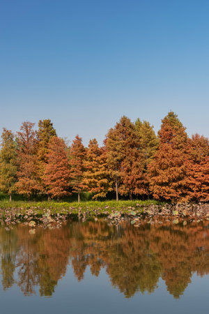 Larix laricina, commonly known as the tamarack, hackmatack, eastern, black, red or American larch in Hong Kong Wetland Parkの写真素材