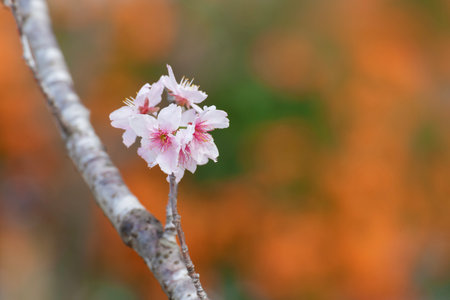Closeup view of sakura flower in springtime seasonの写真素材