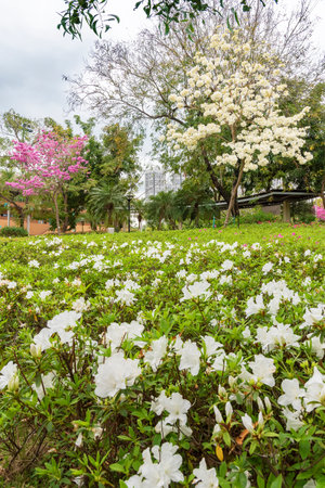 rosy trumpet tree (Tabebuia rosea) and flower field in public parkの写真素材