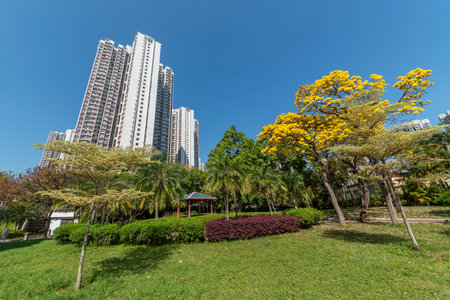 rosy trumpet tree (Tabebuia rosea) in public park in Hong Kongの写真素材