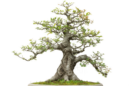Bonsai pine tree. Isolated on white backgroundの写真素材
