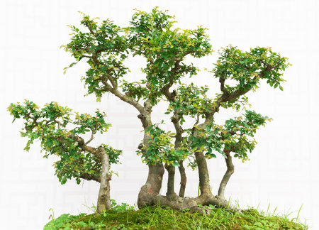Bonsai pine tree. Isolated on white backgroundの写真素材