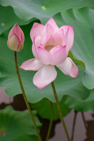 lotus flower blooming in summer pond with green leaves as backgroundの写真素材