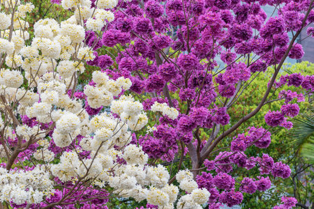Blooming rosy trumpet tree (Tabebuia rosea) in springtime seasonの写真素材