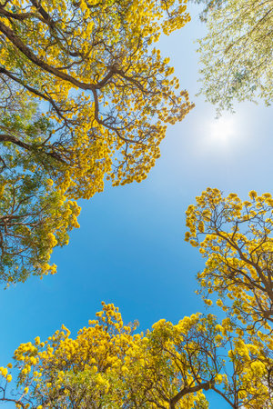 Tilt view of rosy trumpet tree (Tabebuia rosea) blossom in spring season. with blue sky backgroundの写真素材