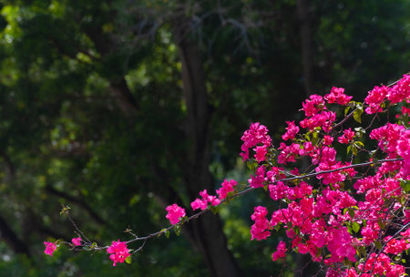 Bougainvillea flower blossom in spring season. Nature backgropundの写真素材
