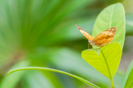 Closeup view of a butterfly resting on plantの写真素材