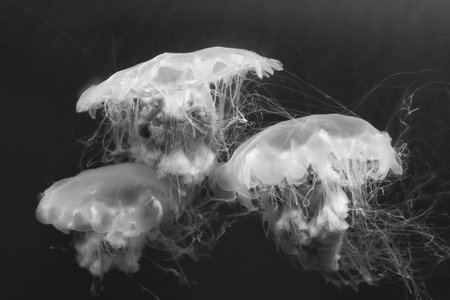 jellyfish (Chrysaora fuscescens or Pacific sea nettle) in ocean waterの写真素材