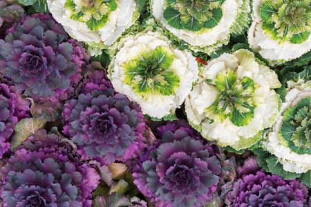 plant brassica oleracea acephala in gardenの写真素材