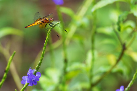Dragonfly perching on green leaf.の写真素材