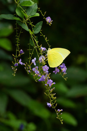 Closeup view of a butterfly resting on flowerの写真素材