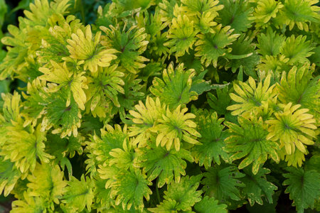 Closeup view of green leaf. Natural backgroundの写真素材