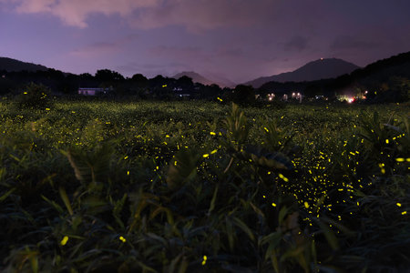 Fire flies glowing at twilight in the countryside in Hong Kongの写真素材