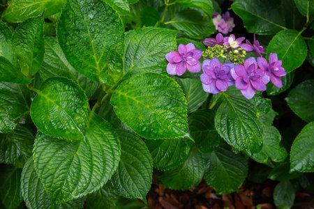 Hydrangea macrophylla (Hortensia group) flowers field blooming in natural garden backgroundの写真素材