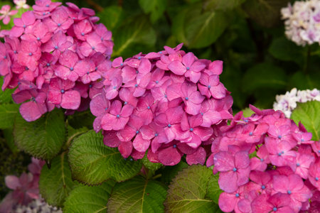 Hydrangea macrophylla (Hortensia group) flowers field blooming in natural garden backgroundの写真素材