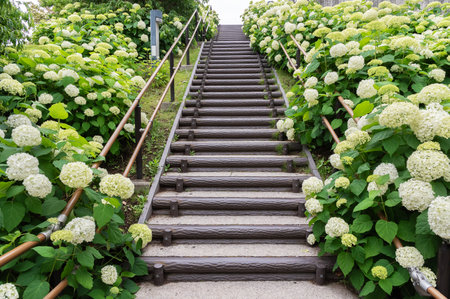 Blooming hydrangea flowers and stairway in Tokyo, Japanの写真素材