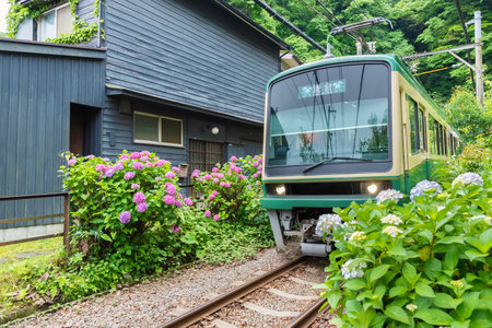 Train Enoden and Hydrangea flower  in Kamakura,  Japanのeditorial素材