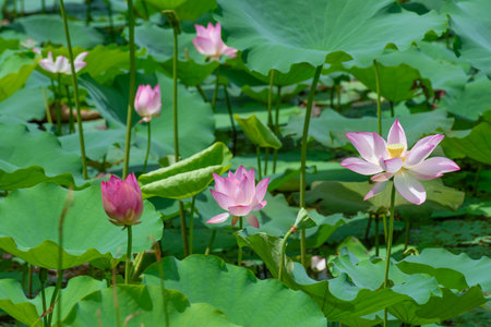 Lotus flower in Pond. Natural backgroundの写真素材