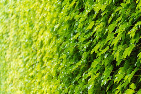 Wall of green leaves. Natural abstract backgroundの写真素材