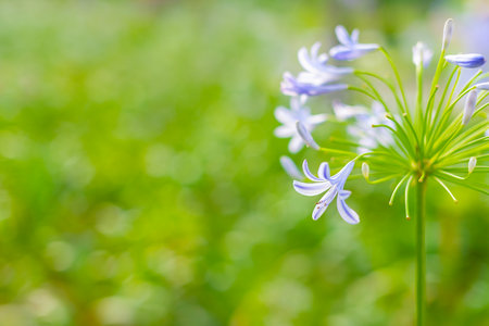 Closeup view of flower agapanthus africanus. Nature backgroundの写真素材