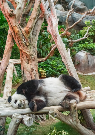 A adorable giant sleeping panda bearの写真素材
