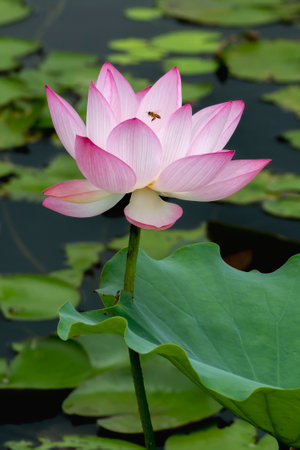 lotus flower blooming in summer pond with green leaves as backgroundの写真素材