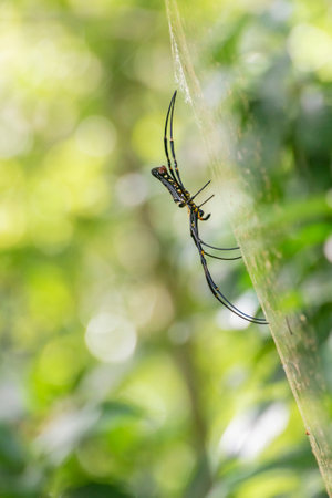 A gaint spider on web in forest.の写真素材