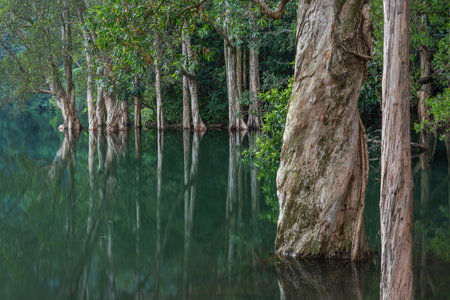 Idyllic landscape of country park Shing Mun reservoir in Hong Kong
