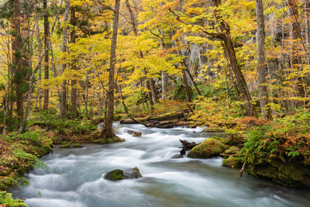 Idyllic scenery of Oirase Stream, Aomori, Japanの写真素材