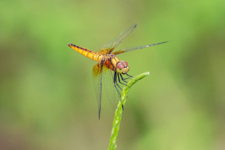 Dragonfly perching on green leaf.の写真素材