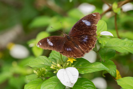 Closeup view of a butterfly resting on leafの写真素材