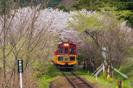 Kyoto, Japan - April 06, 2016 : Sakano Romantic Train, a sightseeing retro train that runs along mountain pass through sakura tunnel in Kyoto, Japanのeditorial素材