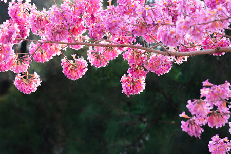 Trumpet tree in park. Nature background