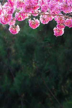 Trumpet tree in park. Nature background