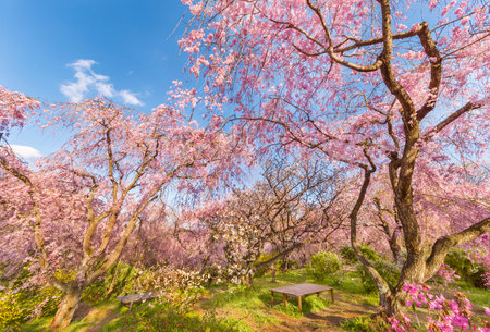 Beautiful cherry blossom sakura with blue sky backgroundの写真素材