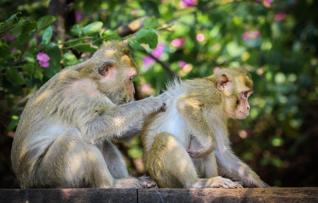 Monkey at Thailandの写真素材