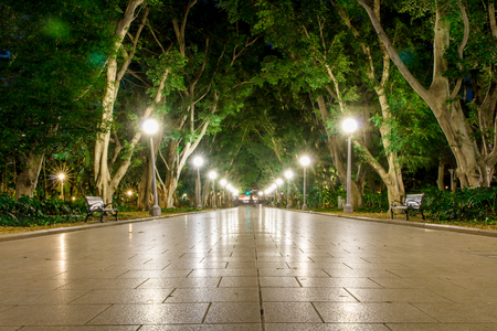 Fig tree lined avenue Hyde Park Sydney  Australiaの写真素材