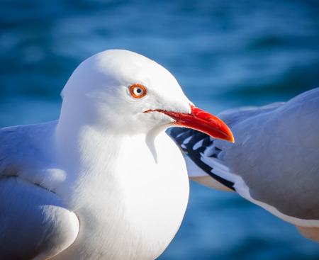 White bird Seagull, Close-upの写真素材