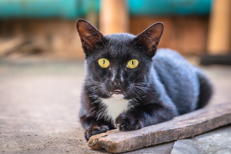 Black cat with yellow eyesの写真素材
