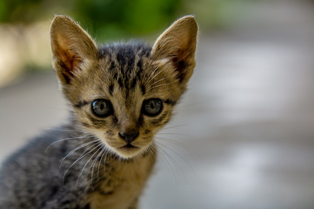 Cute baby catの写真素材