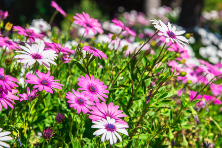 African daisy flower  at botanic gardenの写真素材