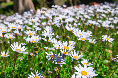 African daisy flower at botanic gardenの写真素材