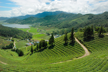 green tea gardenの写真素材