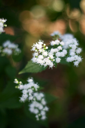 gypsophilaの写真素材