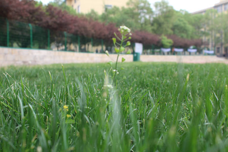 Grassの写真素材