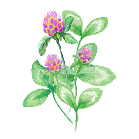 Beautiful and elegant clover flower close up isolated on white background. Romantic illustration. Lovely decoration element. Hand drawn meadow flowers (wild flowers) paintingの写真素材