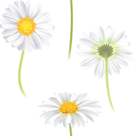Vector white chamomile flower seamless pattern. Realistic vector daisy.のイラスト素材